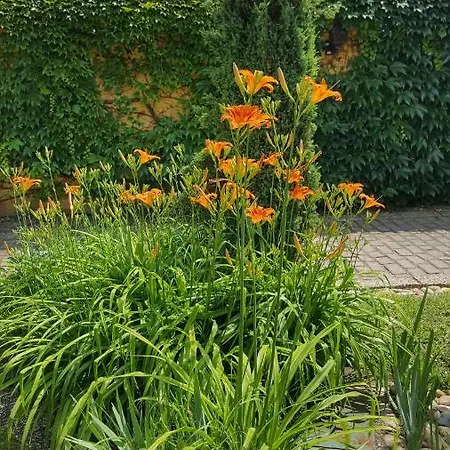 Gardenia Ostřihom