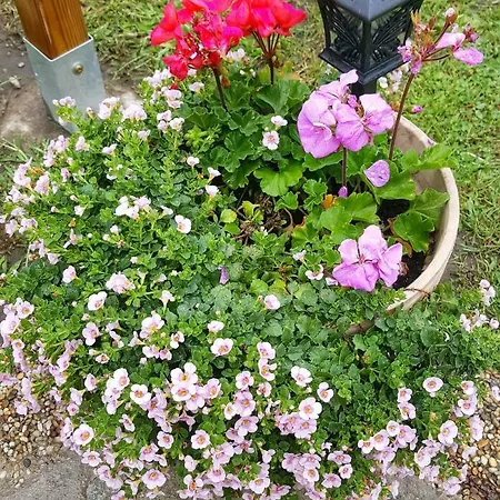 Gardenia