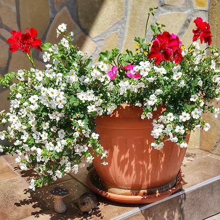 Gardenia Apartmán Ostřihom