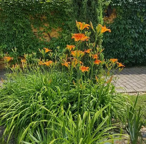 Gardenia 艾斯特根