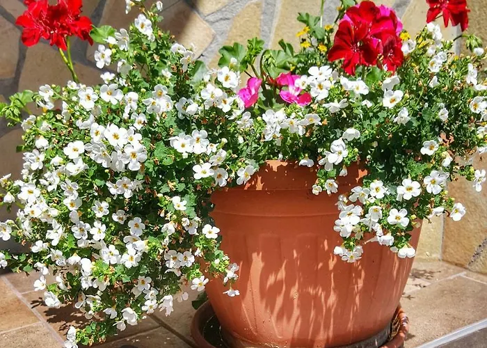 Gardenia דירה אסטרגום
